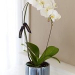 Cascade-Orchid.jpg