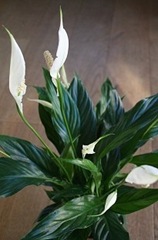 Spathiphyllum Peace Lily