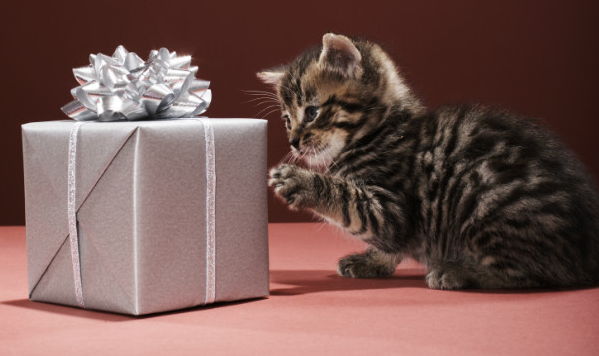 Four Fun Gifts for the Lover of Furry Friends