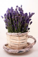 lavender-color-1426749-m