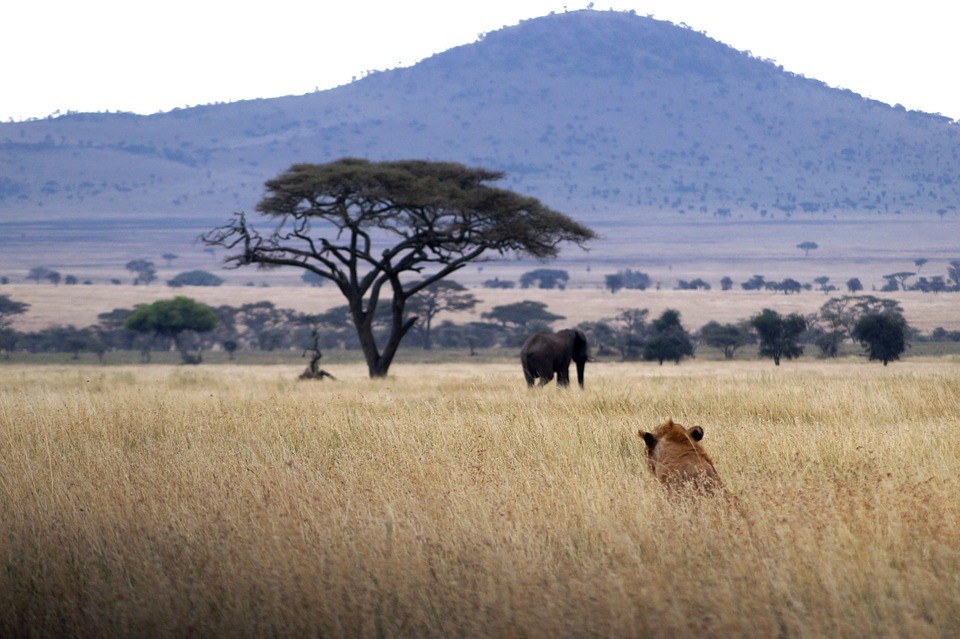 Give an ultimate gift to your family this holiday season! Go for Safari!